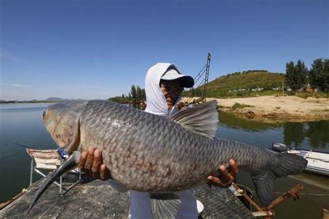 夢到釣到大魚|夢到釣到魚